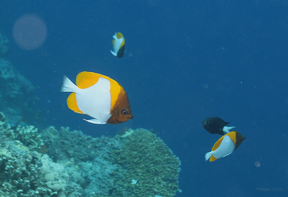 Sipadan_2015_Poisson papillon pyramide jaune_Hemitaurichthys polylepsis_IMG_2115_rc.jpg